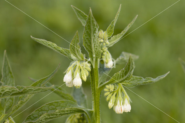 Common Comfrey (Symphytum officinale)