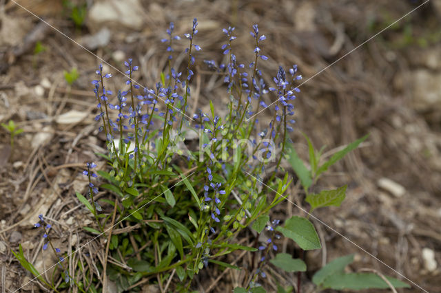 Gewone vleugeltjesbloem (Polygala vulgaris)