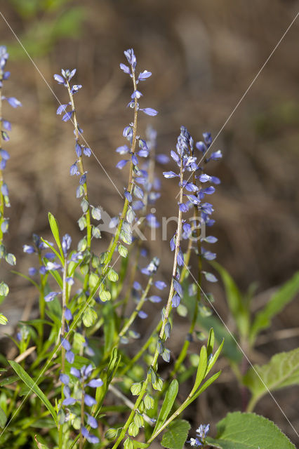 Gewone vleugeltjesbloem (Polygala vulgaris)