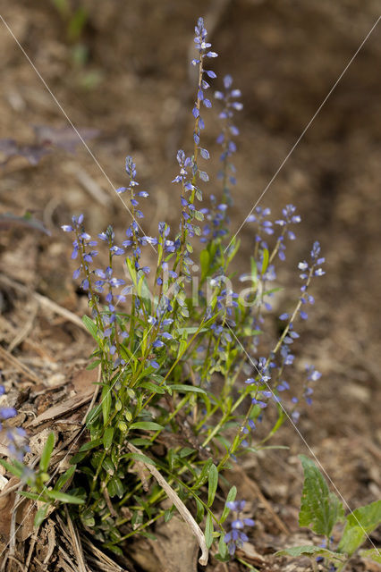 Gewone vleugeltjesbloem (Polygala vulgaris)