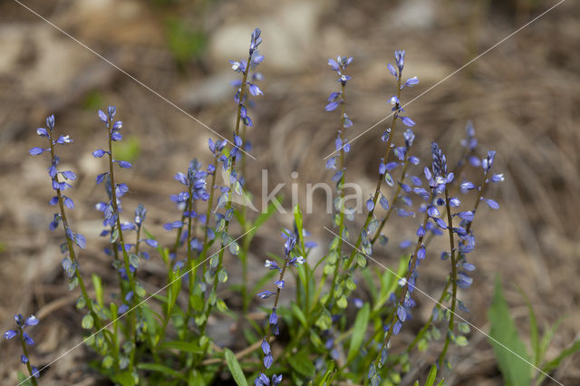 Gewone vleugeltjesbloem (Polygala vulgaris)