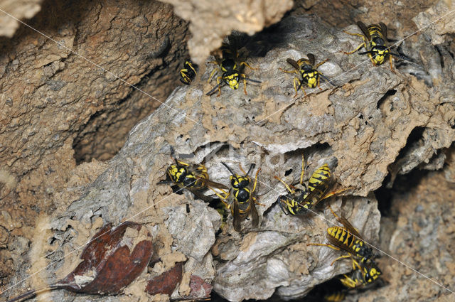 Gewone wesp (Vespula vulgaris)