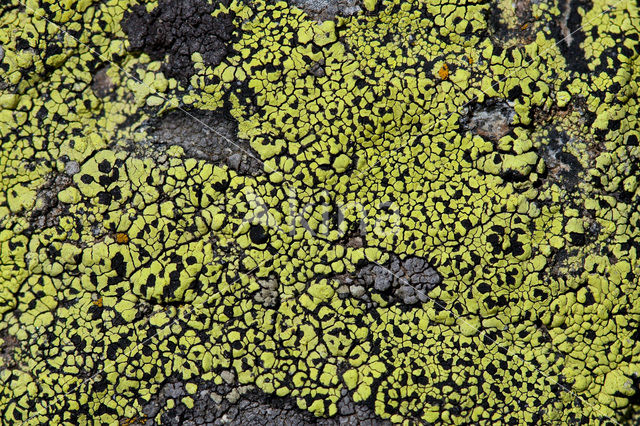 Yellow map lichen (Rhizocarpon geographicum)