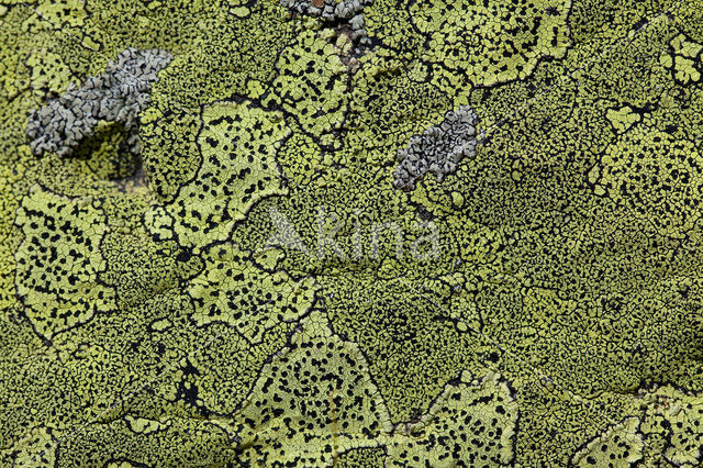 Yellow map lichen (Rhizocarpon geographicum)