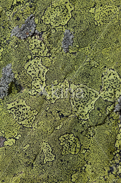 Yellow map lichen (Rhizocarpon geographicum)