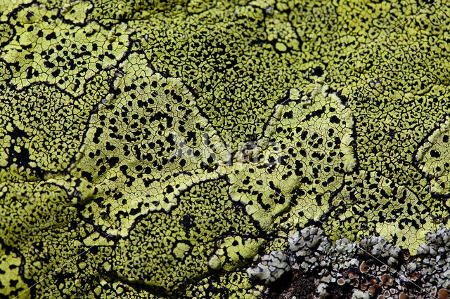 Yellow map lichen (Rhizocarpon geographicum)