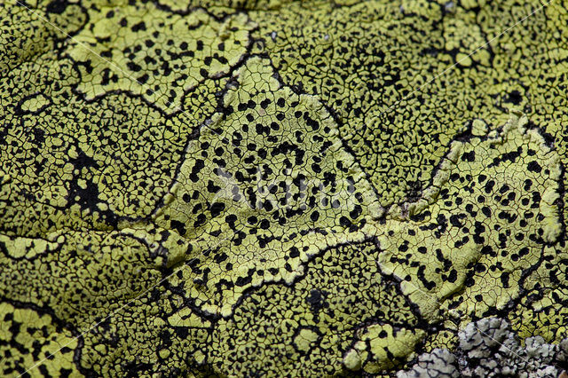 Yellow map lichen (Rhizocarpon geographicum)