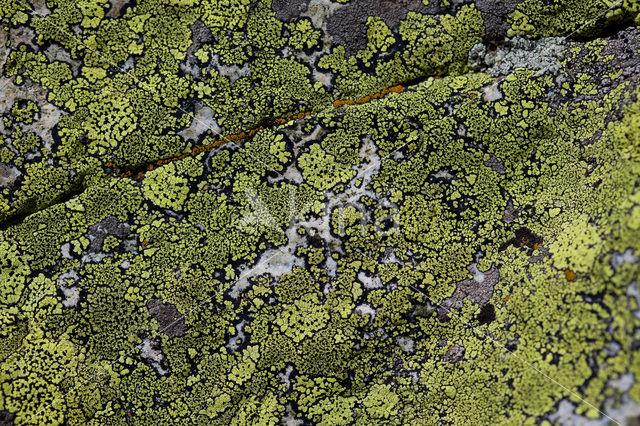 Yellow map lichen (Rhizocarpon geographicum)