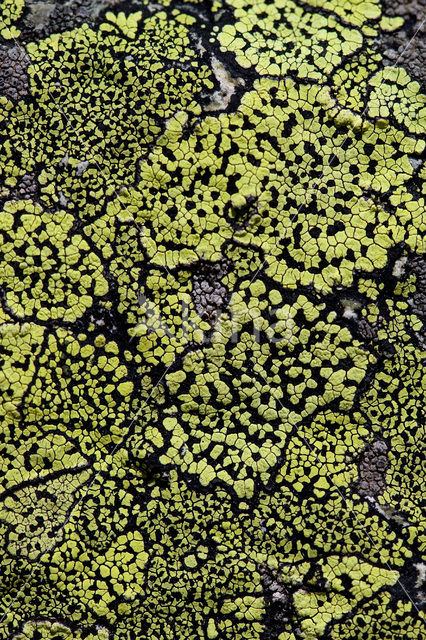 Yellow map lichen (Rhizocarpon geographicum)