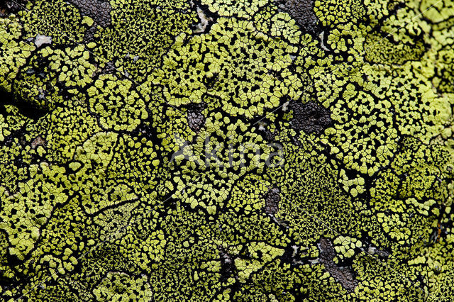 Yellow map lichen (Rhizocarpon geographicum)