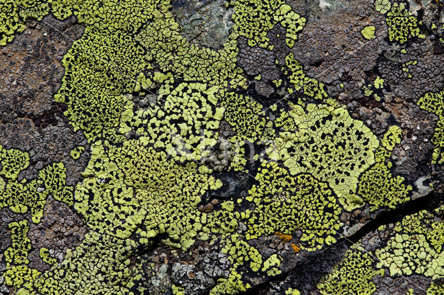 Yellow map lichen (Rhizocarpon geographicum)