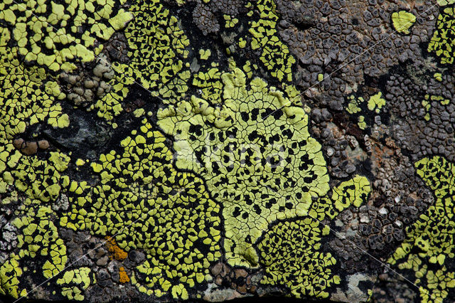 Gewoon landkaartmos (Rhizocarpon geographicum)