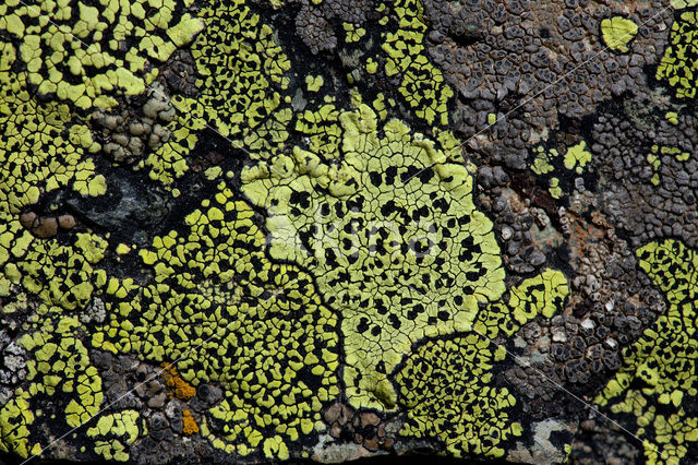 Yellow map lichen (Rhizocarpon geographicum)