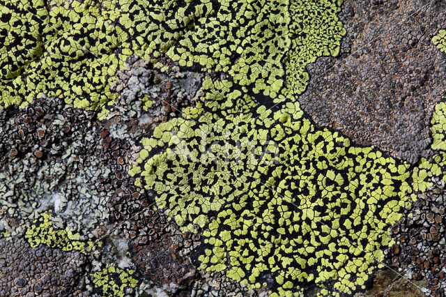 Yellow map lichen (Rhizocarpon geographicum)