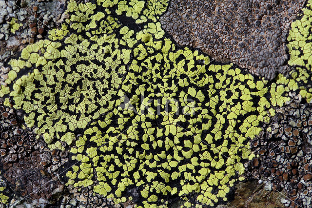 Yellow map lichen (Rhizocarpon geographicum)