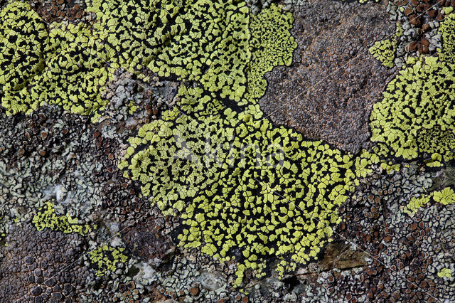 Yellow map lichen (Rhizocarpon geographicum)