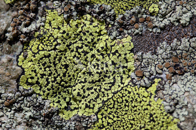 Yellow map lichen (Rhizocarpon geographicum)