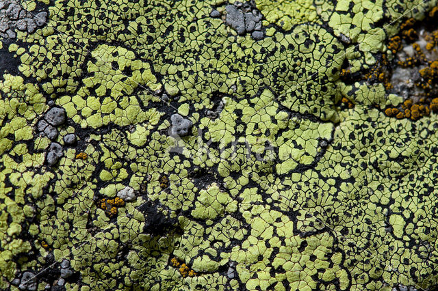 Yellow map lichen (Rhizocarpon geographicum)