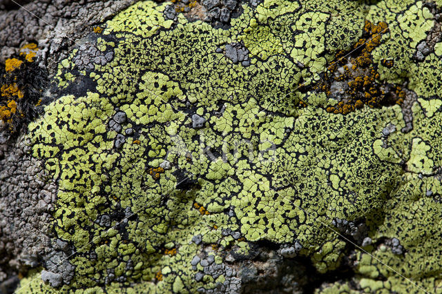 Yellow map lichen (Rhizocarpon geographicum)