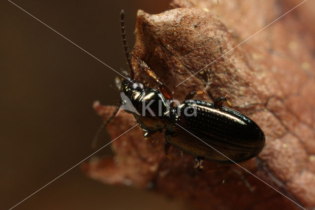 Bembidion lampros