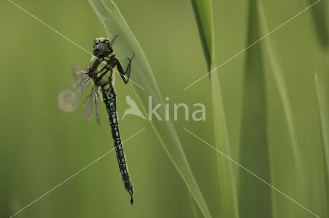 Glassnijder (Brachytron pratense)