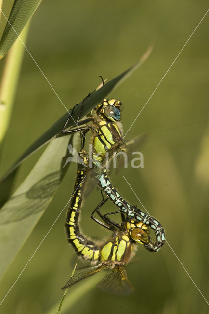 Glassnijder (Brachytron pratense)