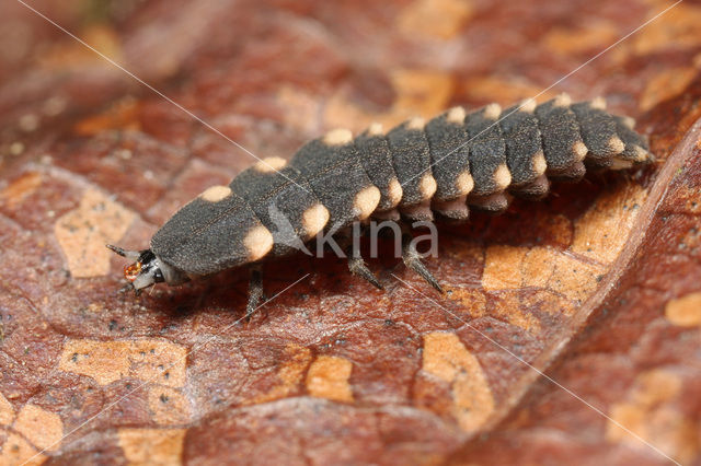 Glow worm (Lampyris noctiluca)