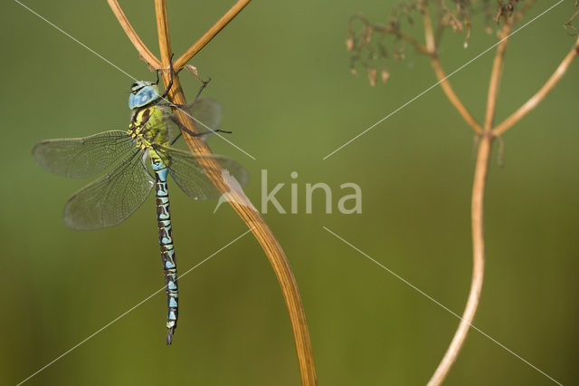 Green Hawker (Aeshna viridis)