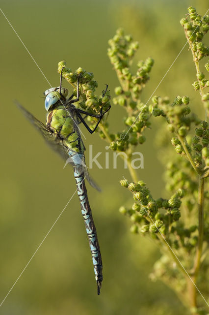 Green Hawker (Aeshna viridis)