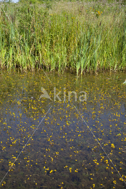 Groot blaasjeskruid (Utricularia vulgaris)