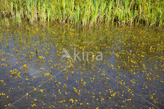 Greater Bladderwort (Utricularia vulgaris)