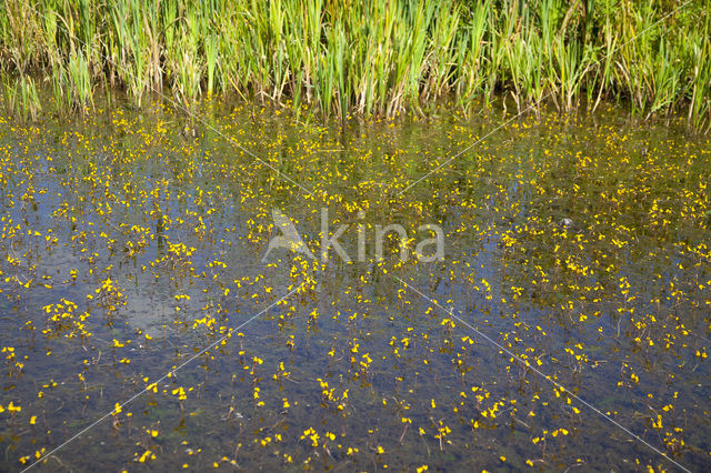 Groot blaasjeskruid (Utricularia vulgaris)