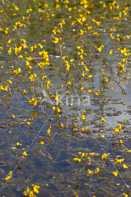 Greater Bladderwort (Utricularia vulgaris)