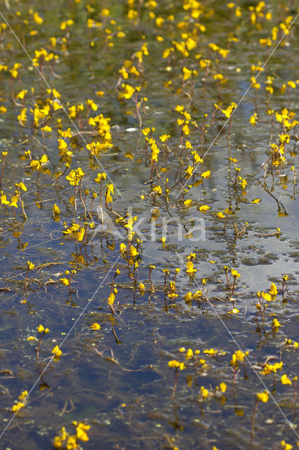 Groot blaasjeskruid (Utricularia vulgaris)