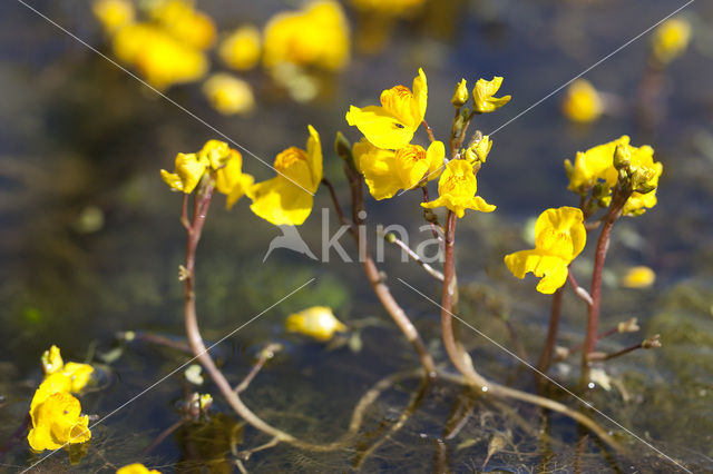 Groot blaasjeskruid (Utricularia vulgaris)