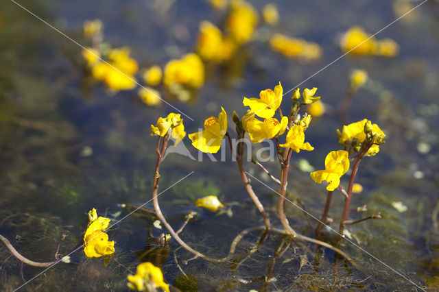 Groot blaasjeskruid (Utricularia vulgaris)