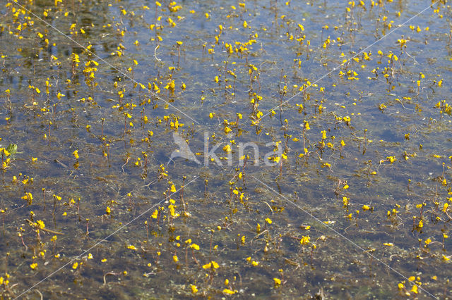 Groot blaasjeskruid (Utricularia vulgaris)