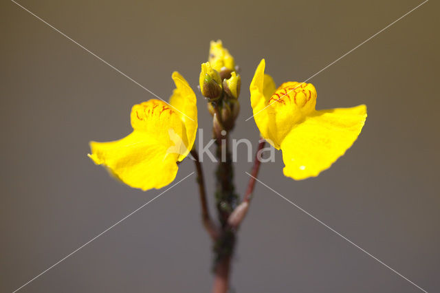 Groot blaasjeskruid (Utricularia vulgaris)