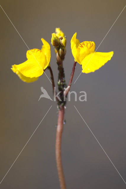 Groot blaasjeskruid (Utricularia vulgaris)