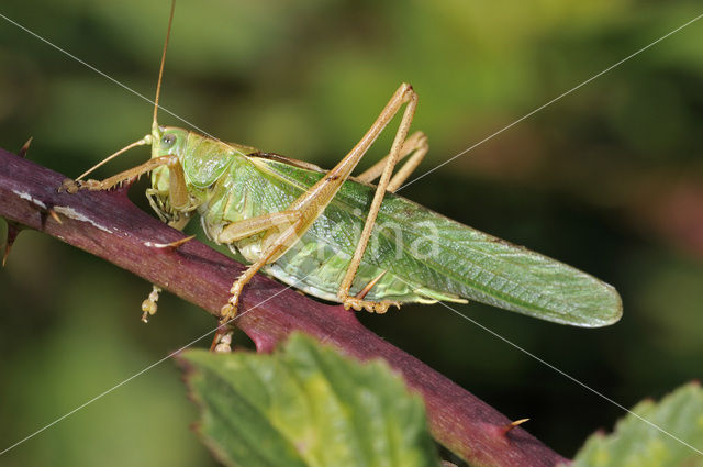 Great Green Bush-cricket (Tettigonia viridissima)