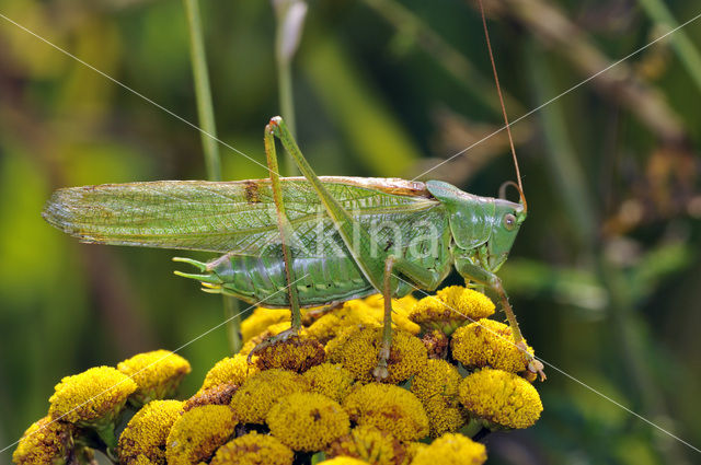 Grote groene sabelsprinkhaan (Tettigonia viridissima)