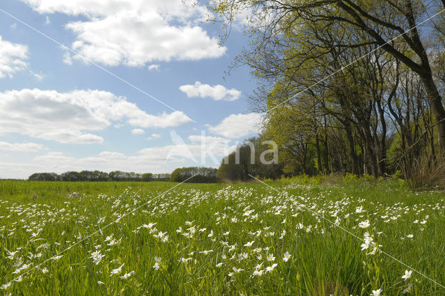 Greater Stitchwort (Stellaria holostea)