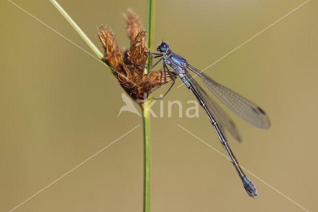 Dark Spreadwing (Lestes macrostigma)