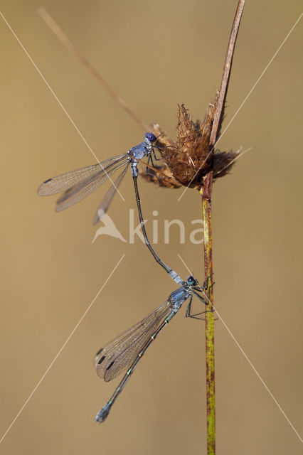 Dark Spreadwing (Lestes macrostigma)