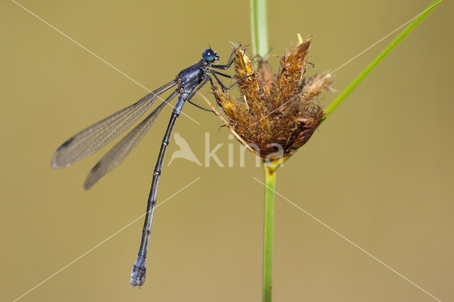 Grote pantserjuffer (Lestes macrostigma)