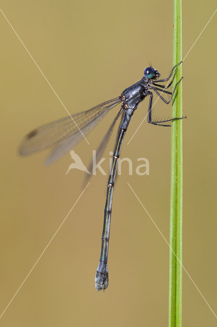 Grote pantserjuffer (Lestes macrostigma)