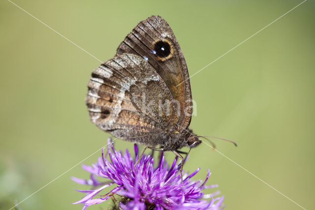 Grote saterzandoog (Satyrus ferula)