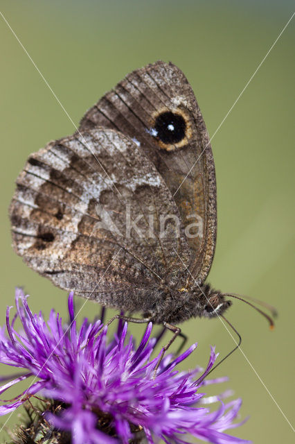 Grote saterzandoog (Satyrus ferula)