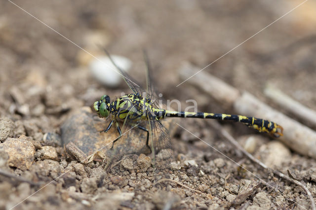 Grote Tanglibel (Onychogomphus uncatus)