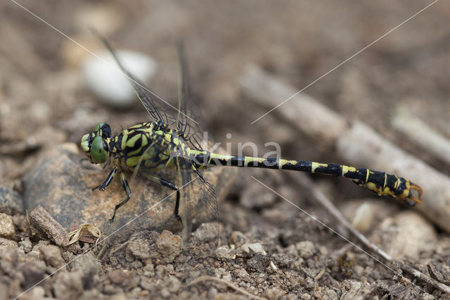 Blue-eyed Hook-tailed Dragonfly (Onychogomphus uncatus)